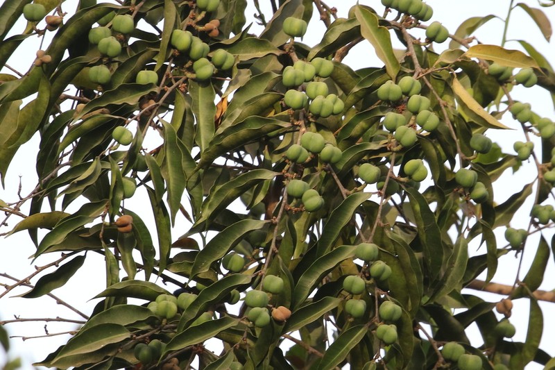 Anthostema senegalense photo 4