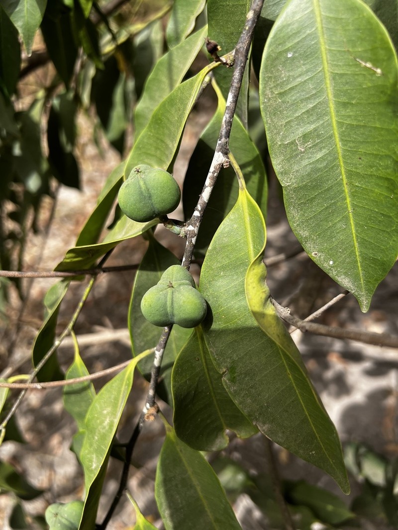 Anthostema senegalense photo 5
