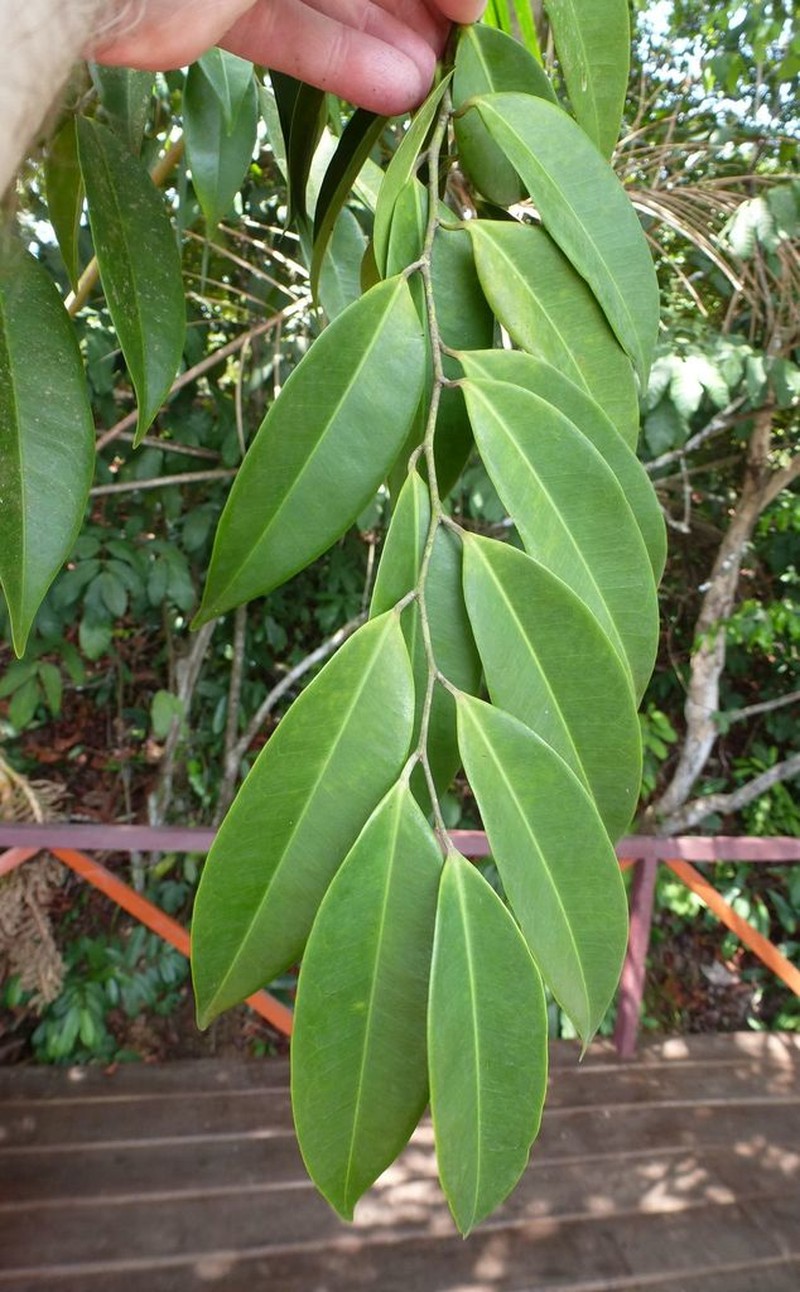 Anthostema senegalense photo 6