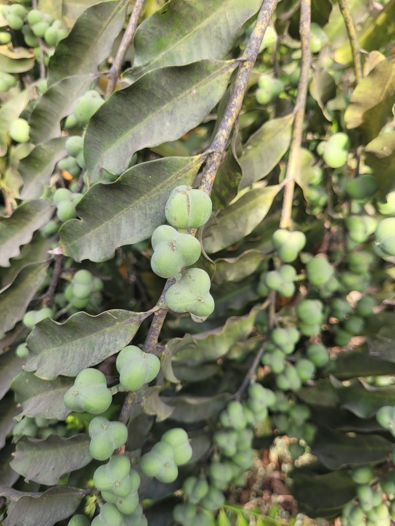 Anthostema senegalense photo 8