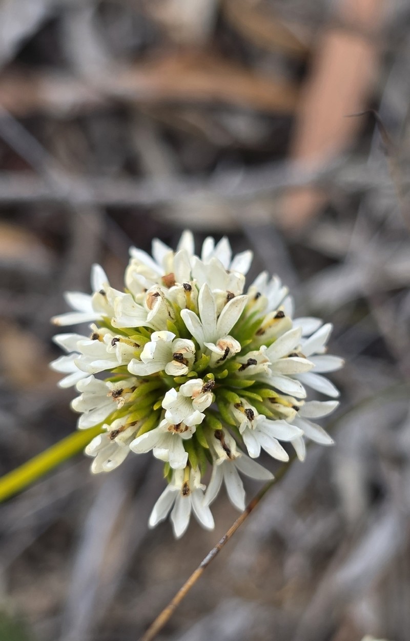 Anthotium humile