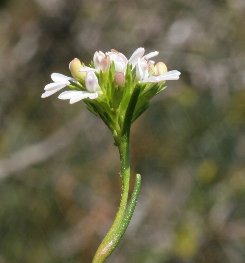 Anthotium humile photo 2