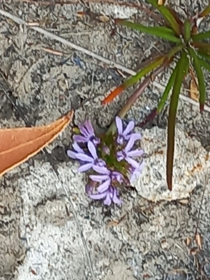 Anthotium humile photo 3