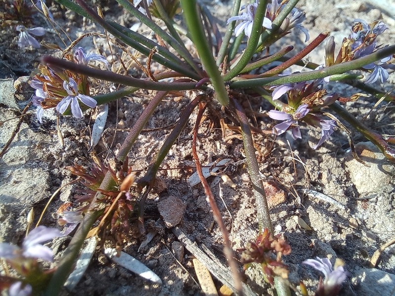 Anthotium humile photo 4