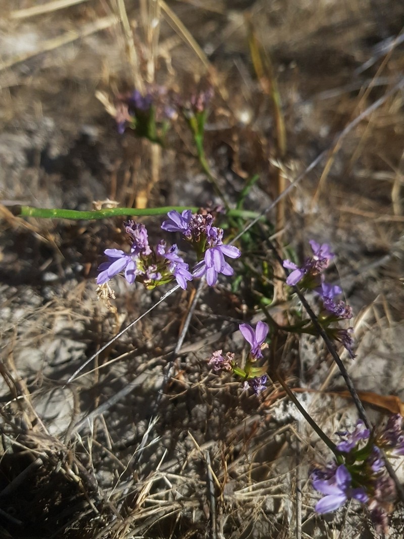 Anthotium humile photo 5