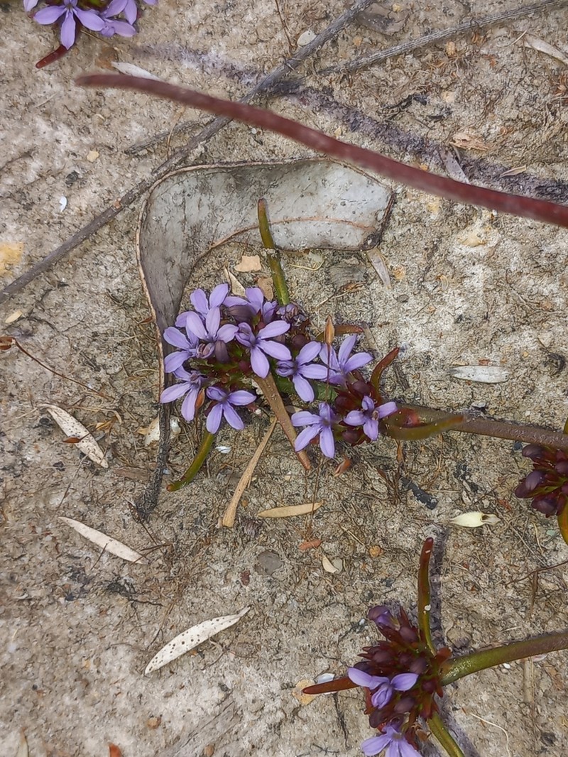 Anthotium humile photo 6