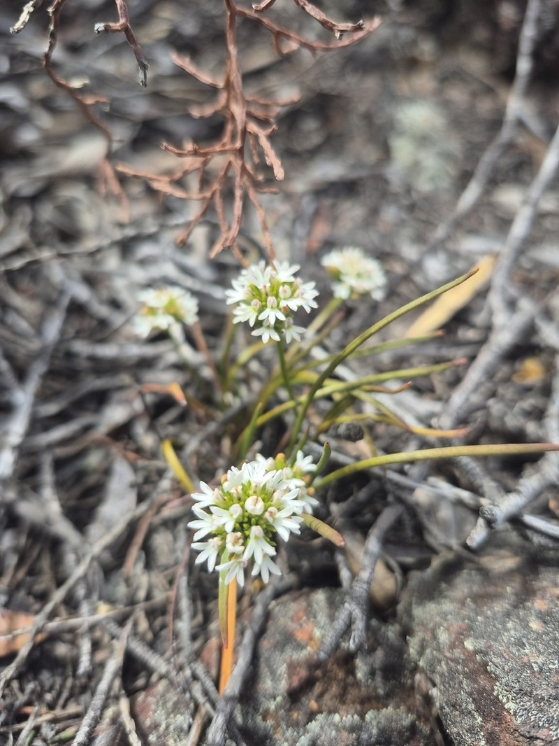 Anthotium humile photo 7