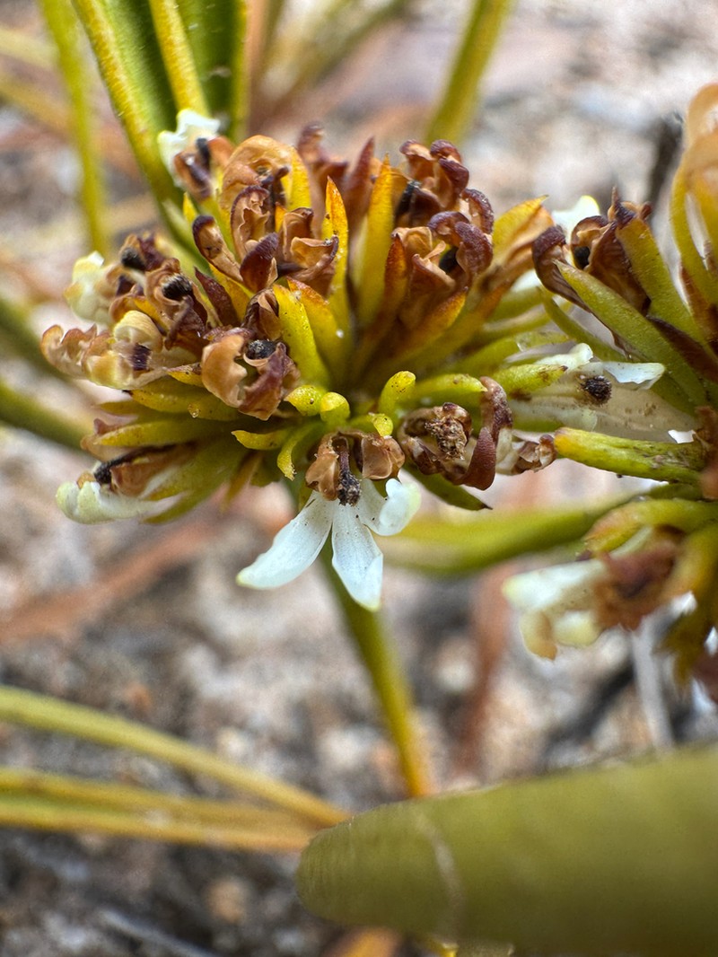 Anthotium humile photo 8