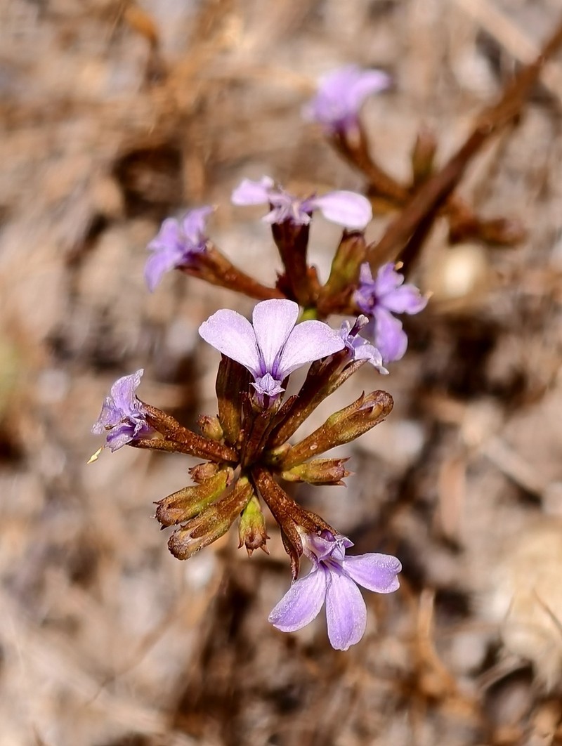 Anthotium junciforme