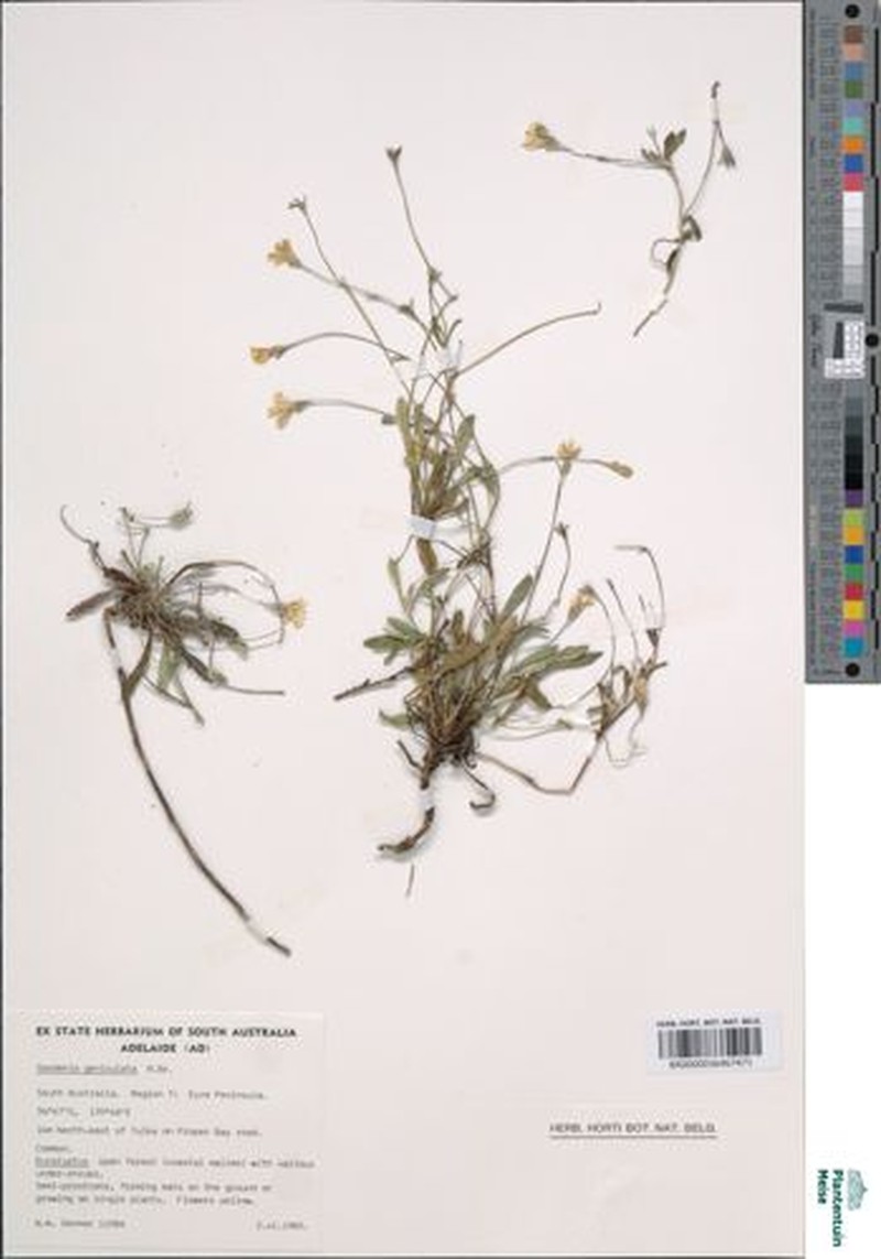Anthotium junciforme photo 2