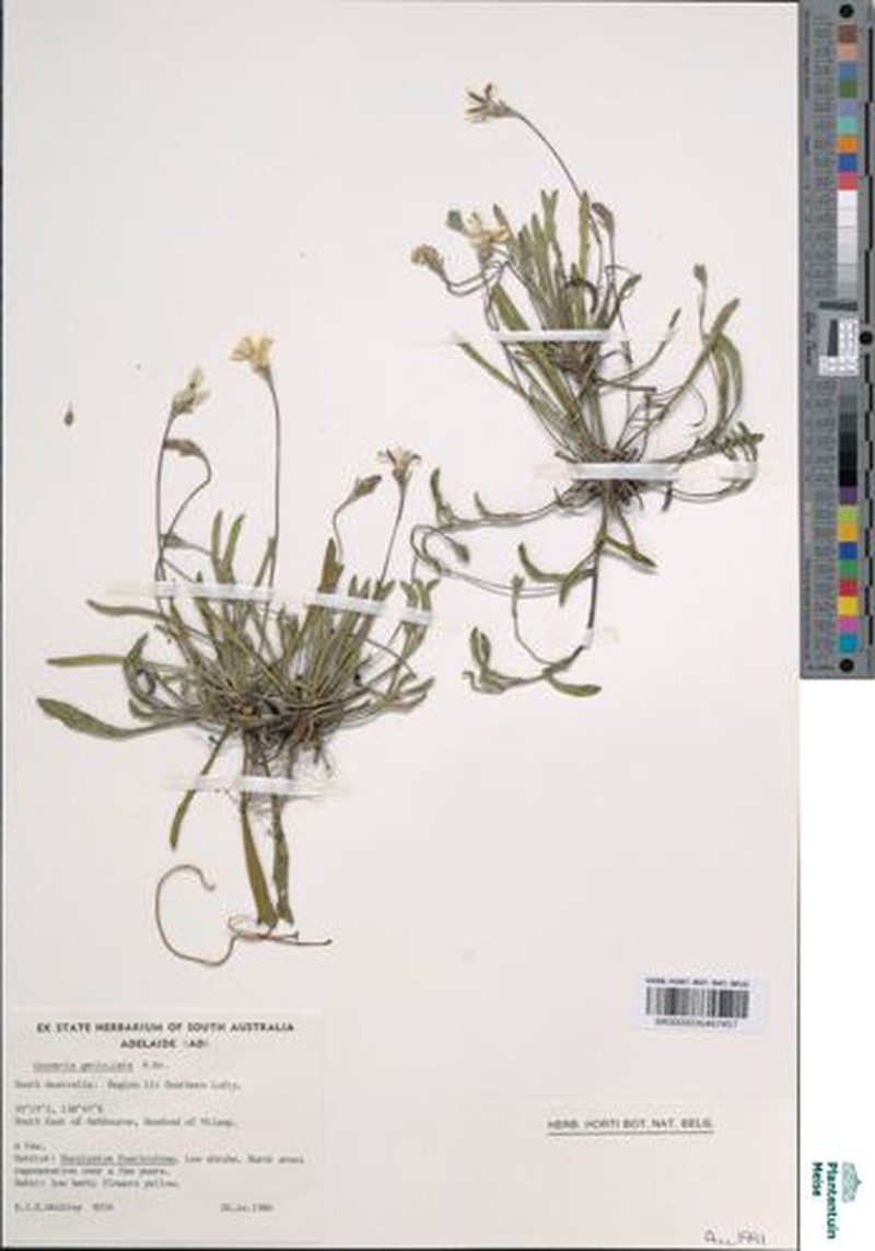 Anthotium junciforme photo 3