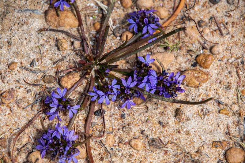 Anthotium junciforme photo 5