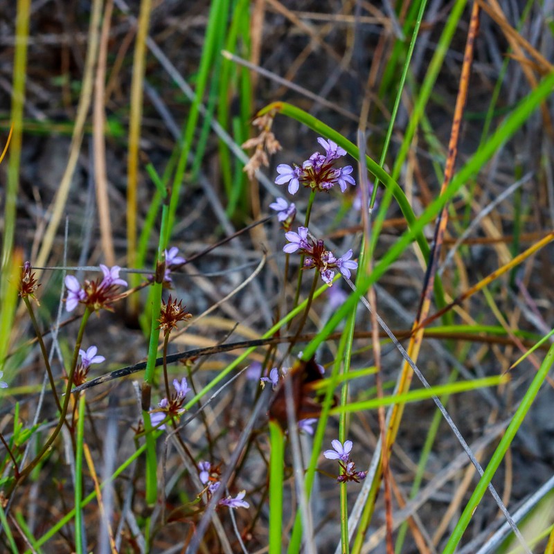 Anthotium junciforme photo 6