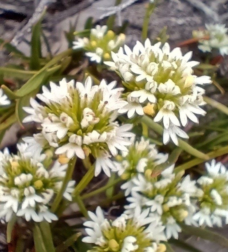 Anthotium odontophyllum