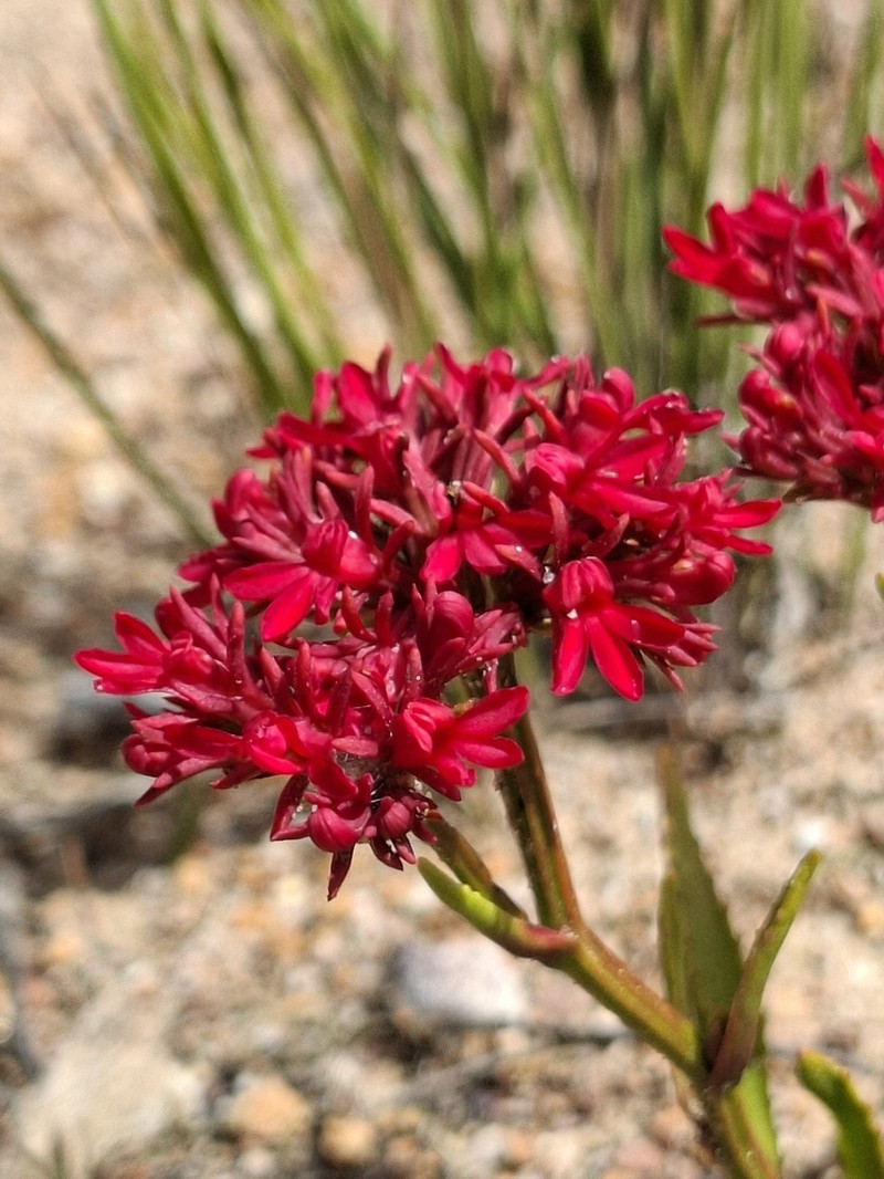 Anthotium rubriflorum