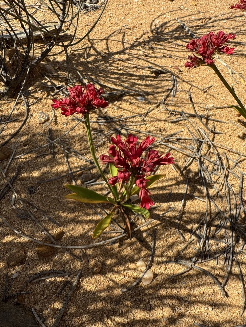 Anthotium rubriflorum photo 2