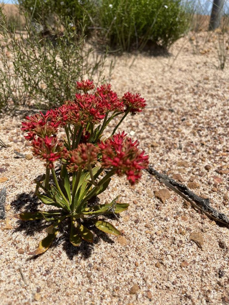 Anthotium rubriflorum photo 3