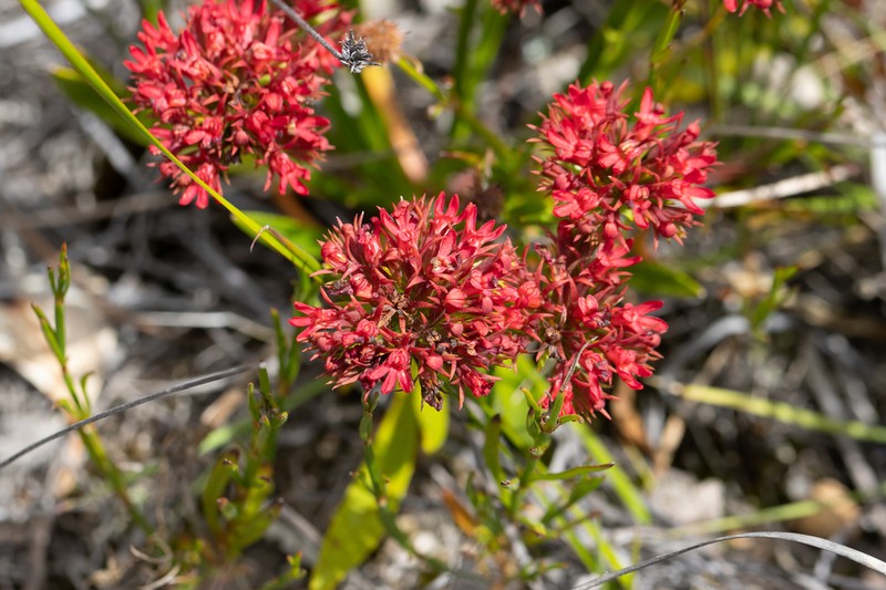 Anthotium rubriflorum photo 4