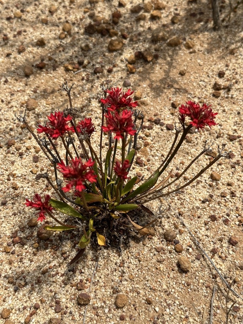 Anthotium rubriflorum photo 5