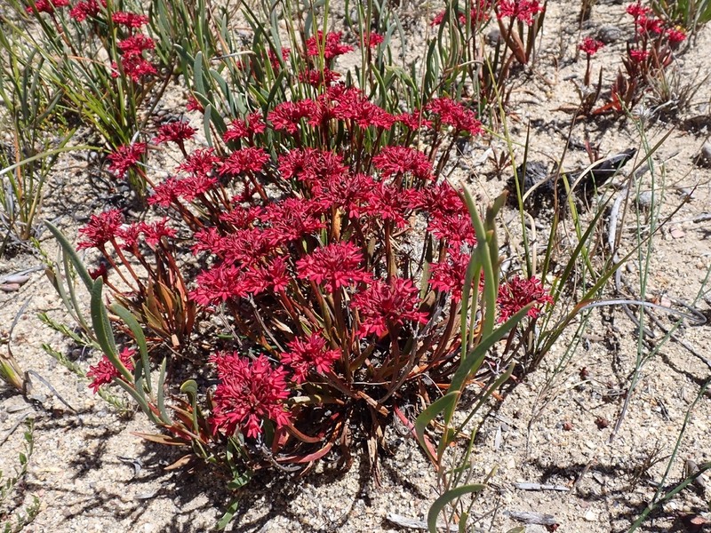 Anthotium rubriflorum photo 6