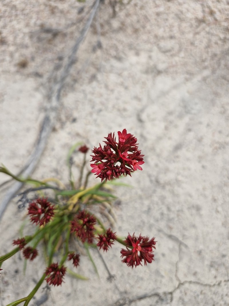 Anthotium rubriflorum photo 7