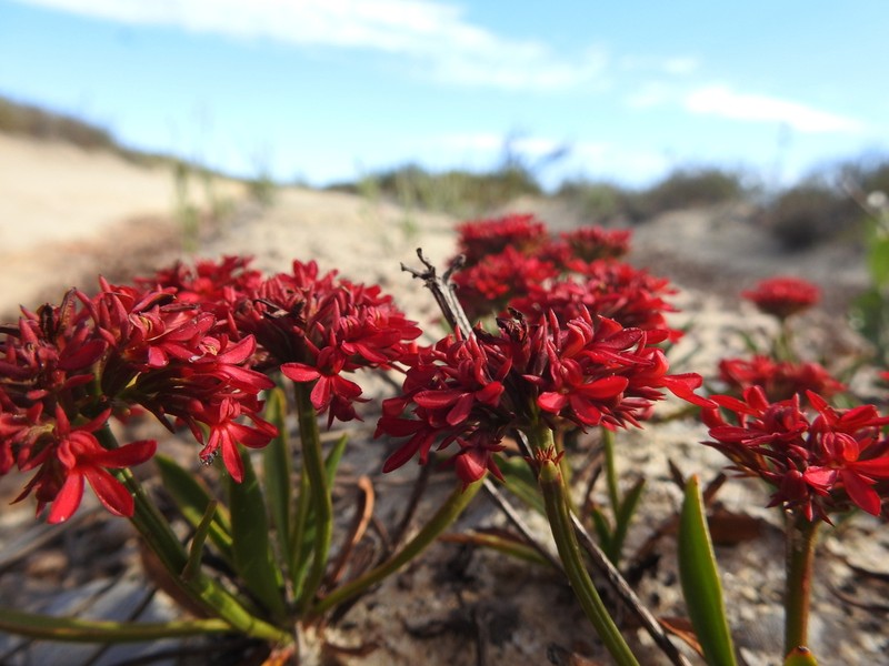 Anthotium rubriflorum photo 8