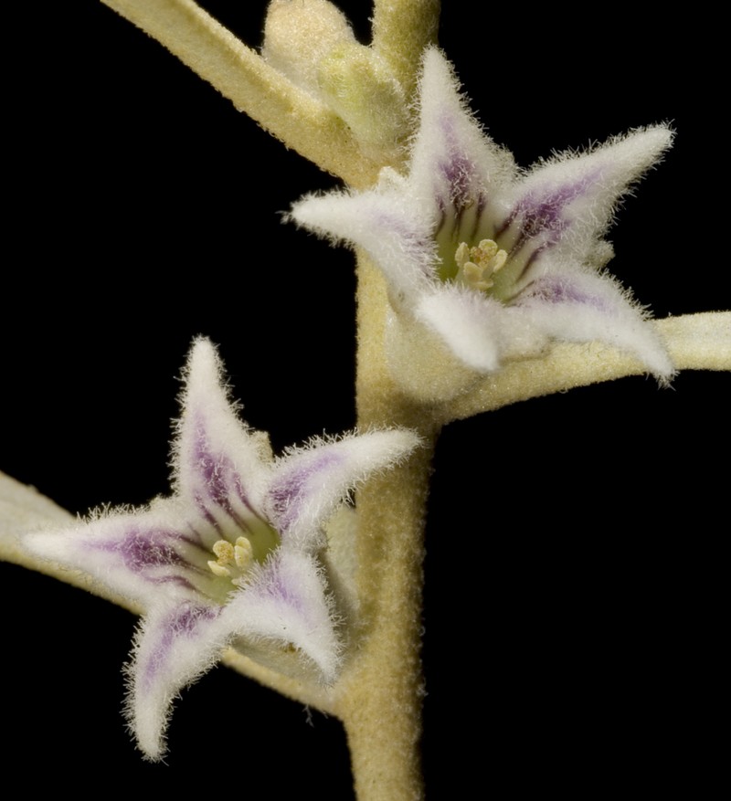 Anthotroche myoporoides