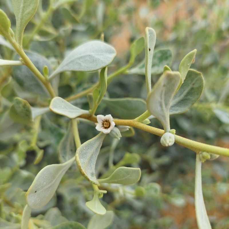 Anthotroche myoporoides photo 2
