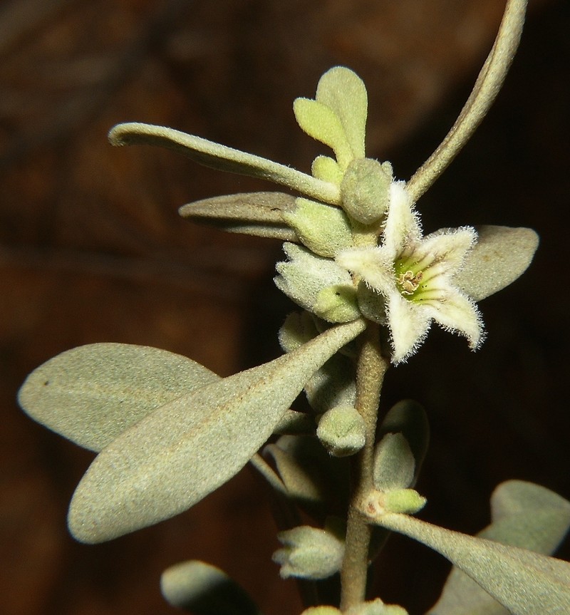 Anthotroche myoporoides photo 3