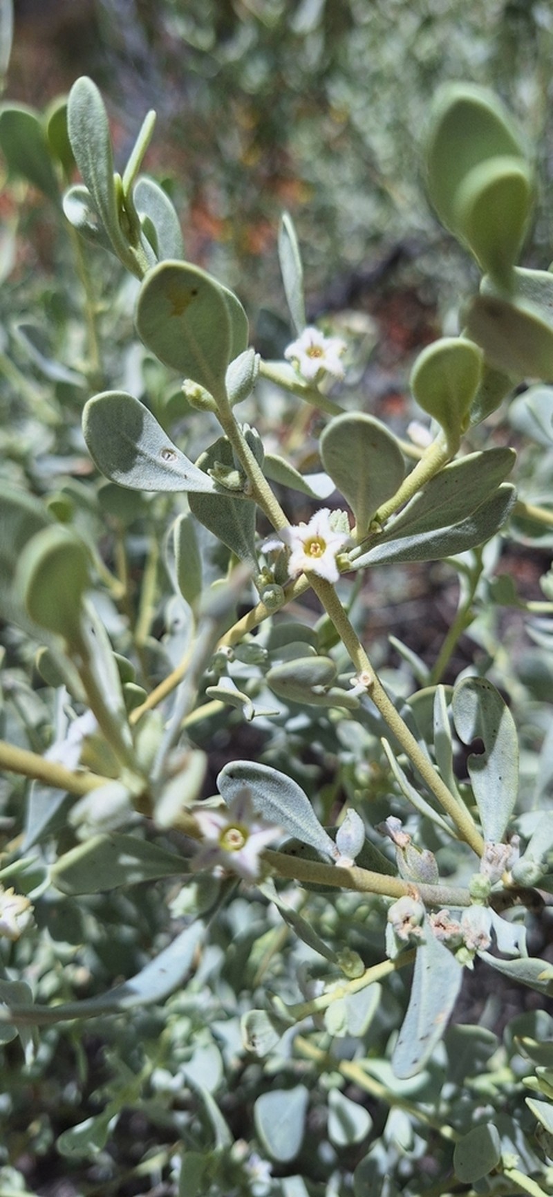 Anthotroche myoporoides photo 4