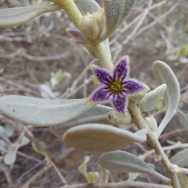 Anthotroche myoporoides photo 5