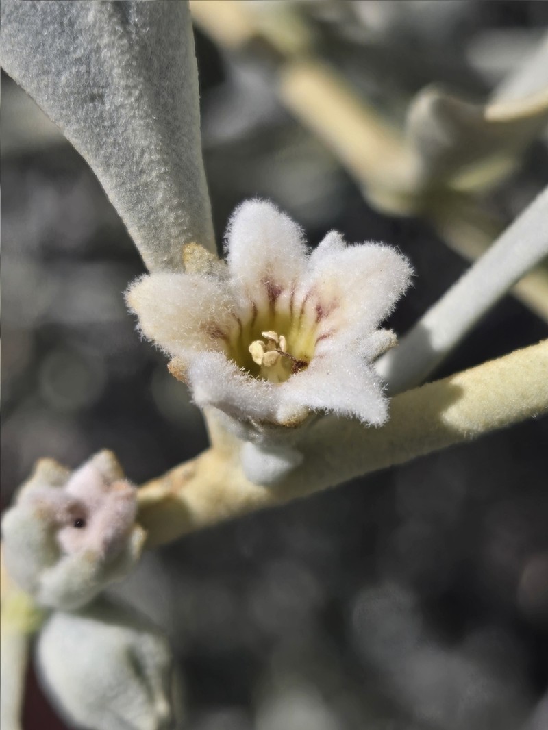 Anthotroche myoporoides photo 6