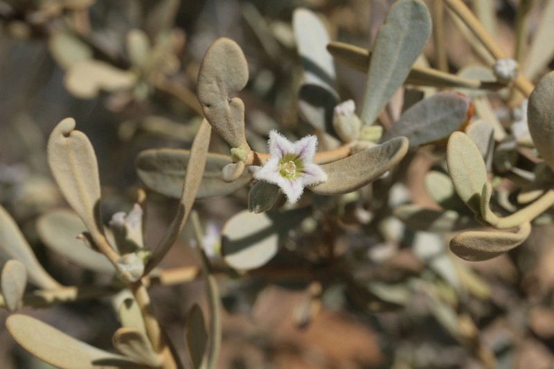 Anthotroche myoporoides photo 7