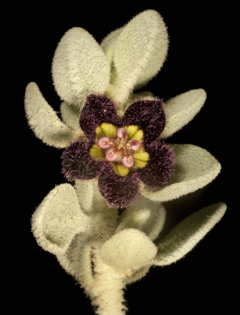Anthotroche pannosa