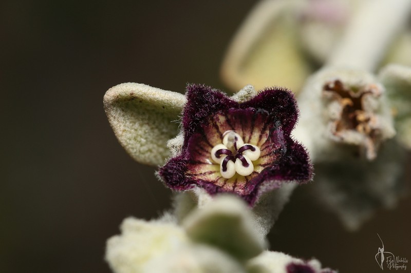 Anthotroche pannosa photo 5