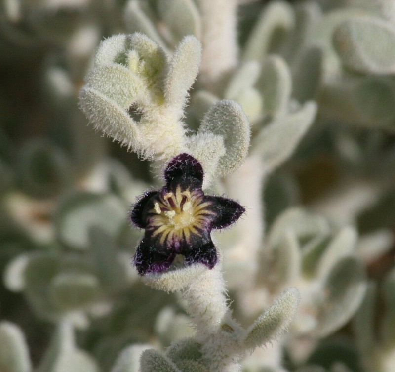 Anthotroche pannosa photo 6
