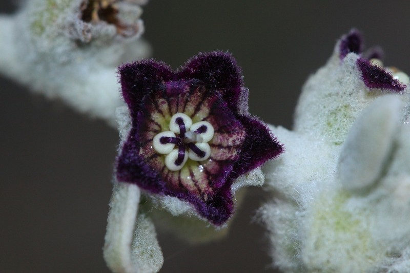 Anthotroche pannosa photo 7