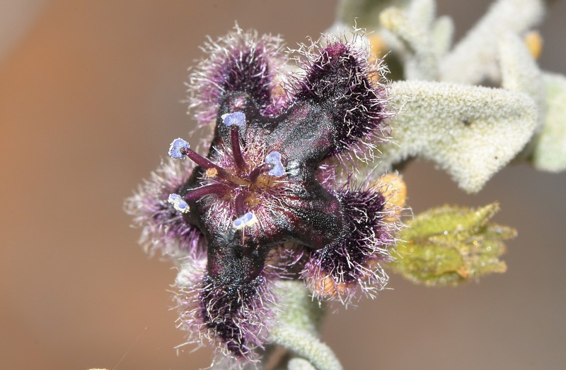 Anthotroche walcottii