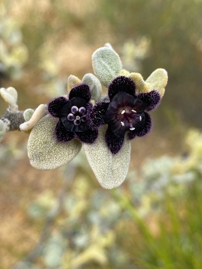 Anthotroche walcottii photo 2