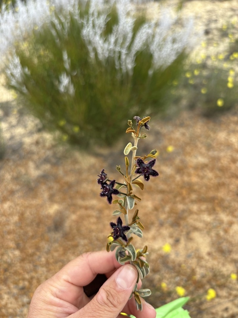 Anthotroche walcottii photo 3