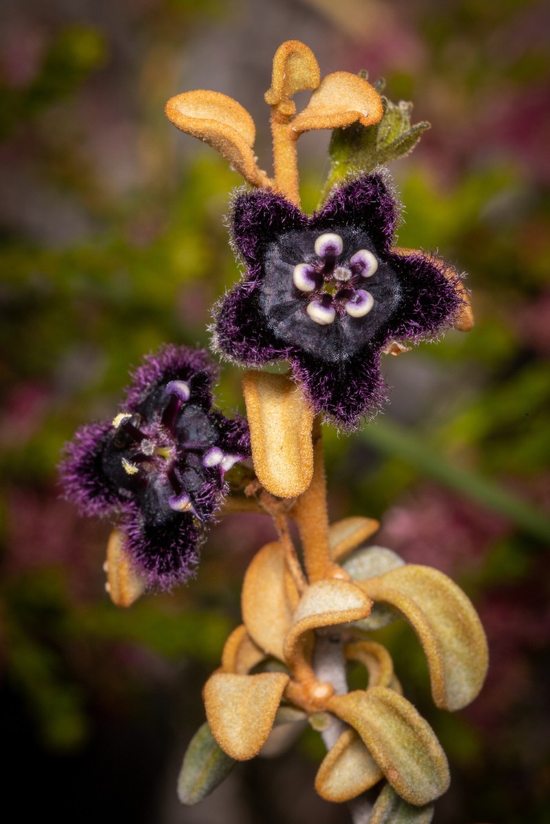 Anthotroche walcottii photo 5