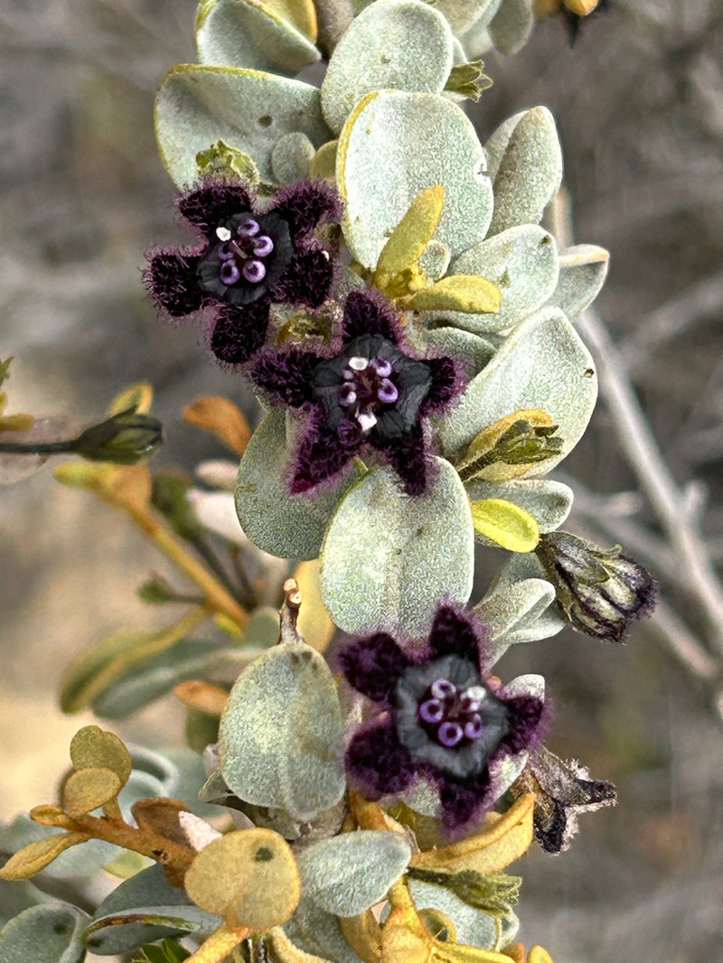 Anthotroche walcottii photo 6