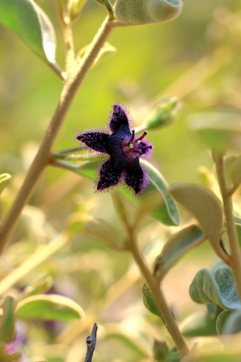 Anthotroche walcottii photo 7