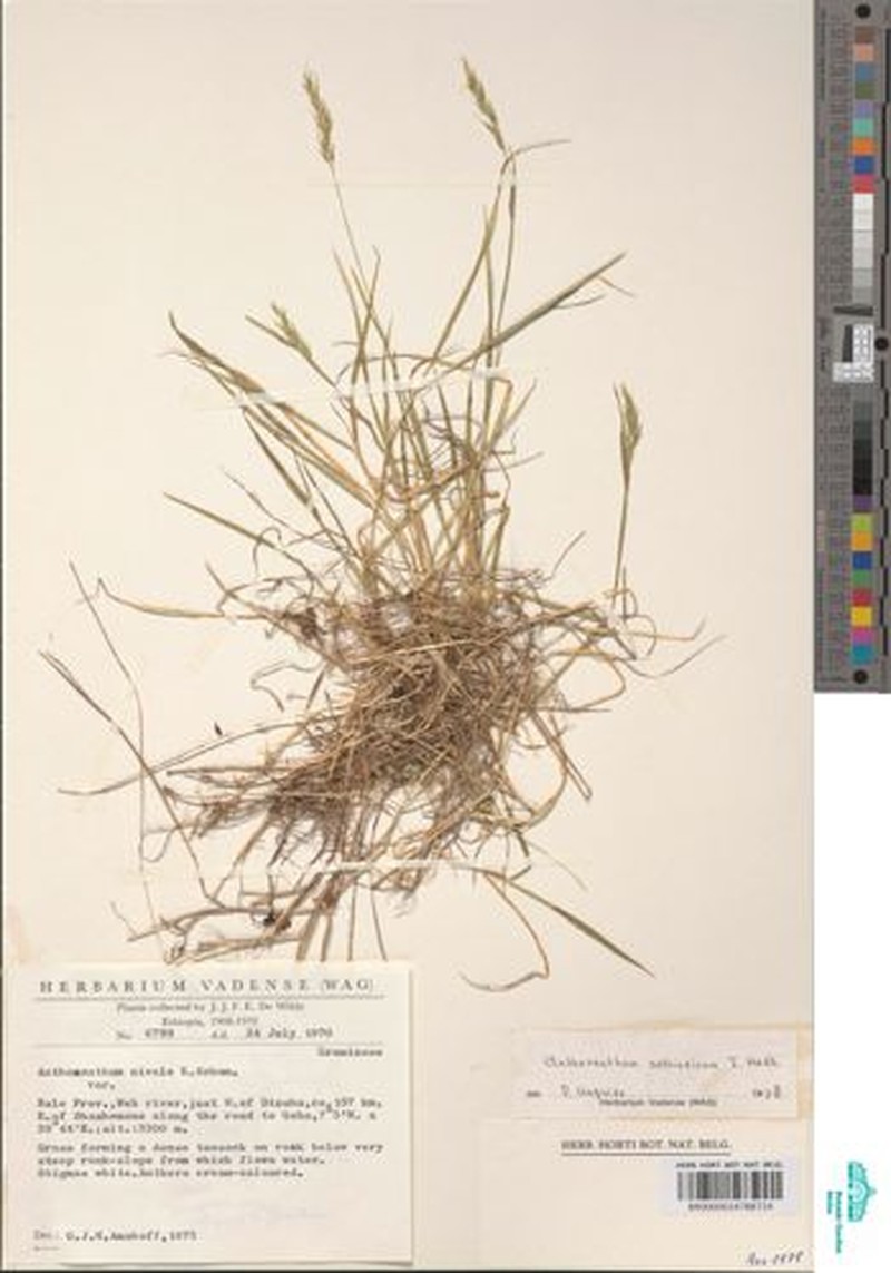 Anthoxanthum aethiopicum