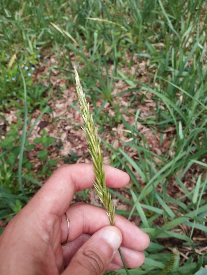 Anthoxanthum amarum