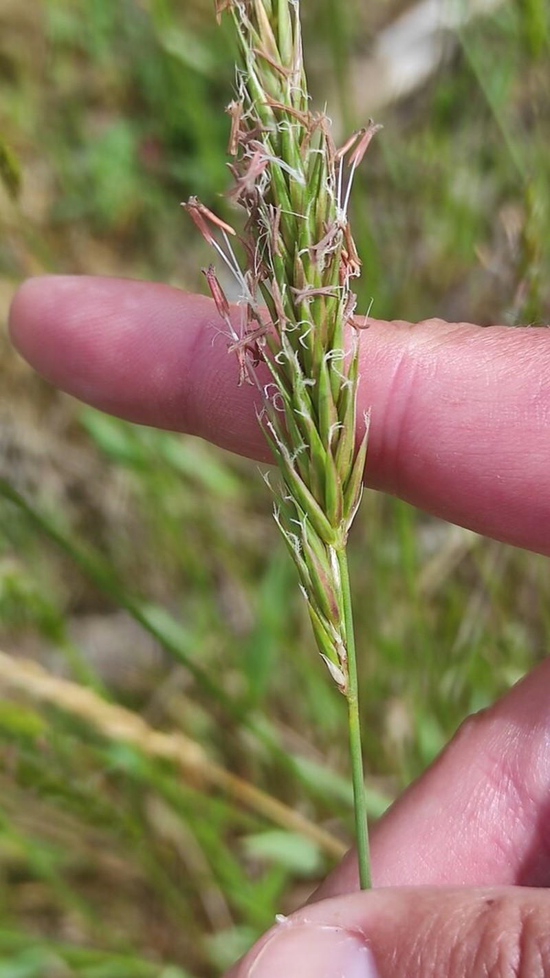 Anthoxanthum amarum photo 2