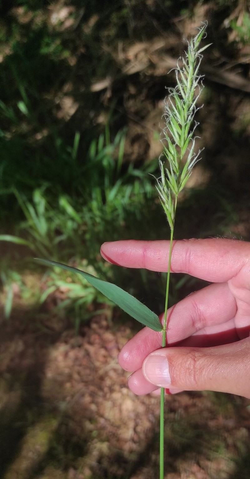 Anthoxanthum amarum photo 3