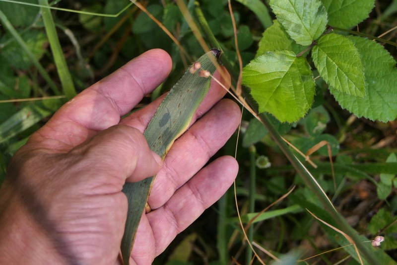 Anthoxanthum amarum photo 5