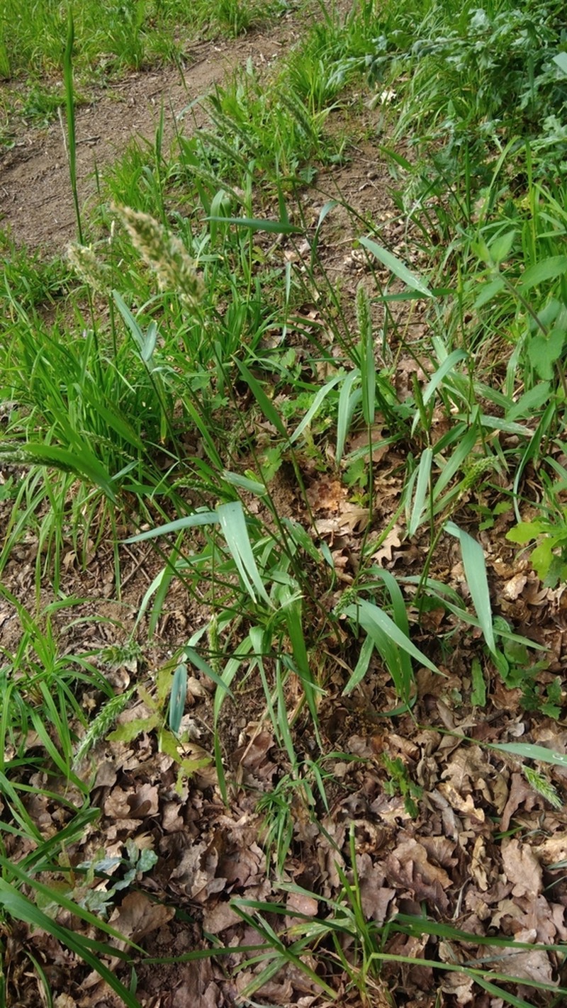 Anthoxanthum amarum photo 6