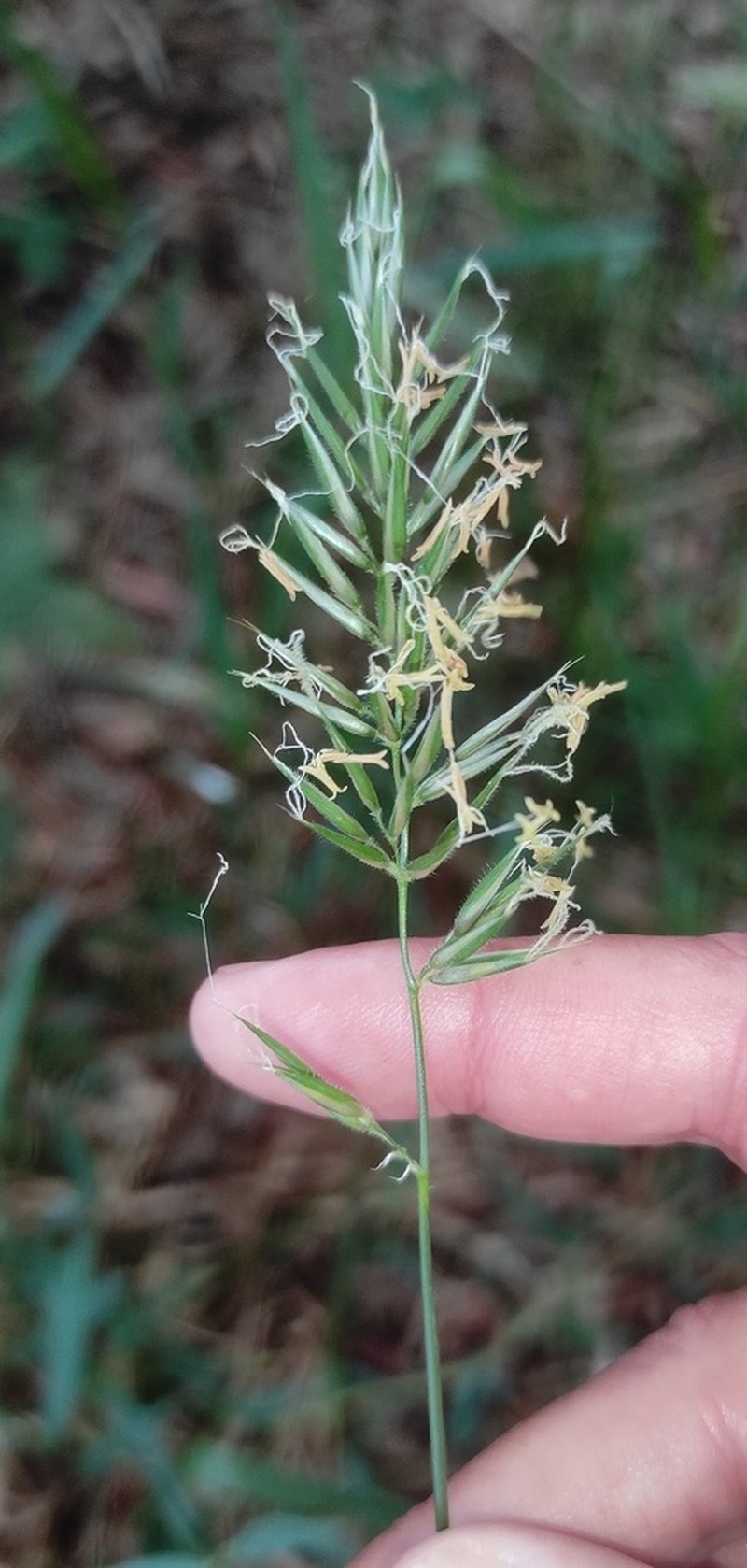 Anthoxanthum amarum photo 7